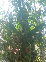 Niphidium crassifolium