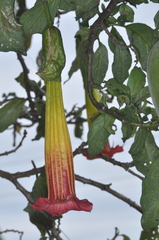 Brugmansia sanguinea