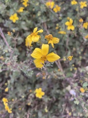 Bidens triplinervia