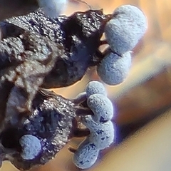 Didymium melanospermum