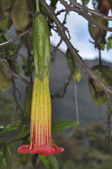 Brugmansia sanguinea