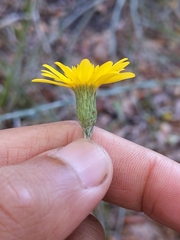 Pityopsis tracyi