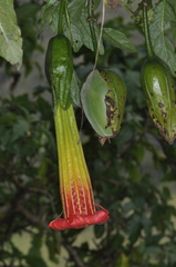 Brugmansia sanguinea