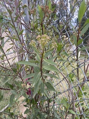 Baccharis latifolia