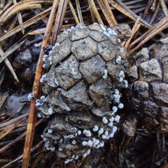 Didymium melanospermum