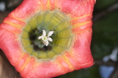 Brugmansia sanguinea