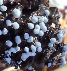 Didymium melanospermum