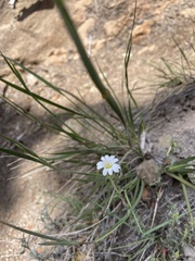 Cerastium arvense