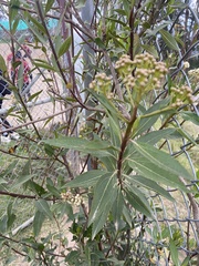 Baccharis latifolia