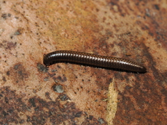 Ommatoiulus moreleti