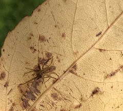 Anyphaena accentuata