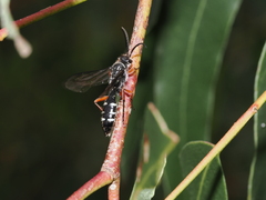 Diamma bicolor