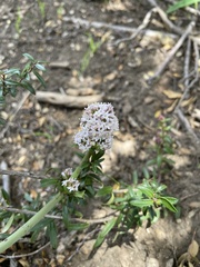 Valeriana