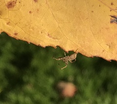 Anyphaena accentuata