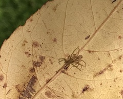 Anyphaena accentuata