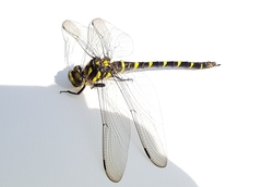 Cordulegaster bidentata