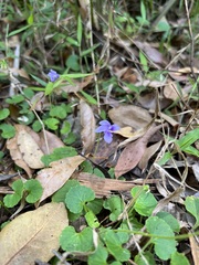 Viola perreniformis