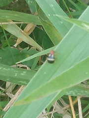 Gynandrobrotica lepida