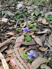 Viola perreniformis