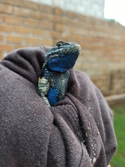 Sceloporus mucronatus