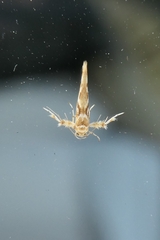Stathmopoda