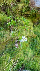 Anaphalioides trinervis