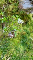 Anaphalioides trinervis