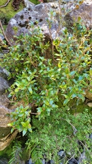 Metrosideros umbellata