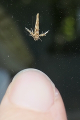 Stathmopoda