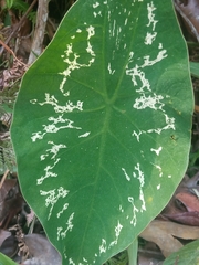 Caladium