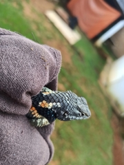 Sceloporus mucronatus