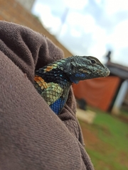 Sceloporus mucronatus