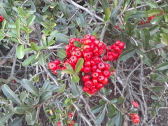 Pyracantha koidzumii