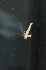 Stathmopoda
