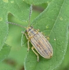 Ophraella communa