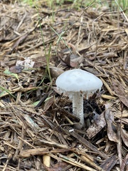 Amanita farinacea