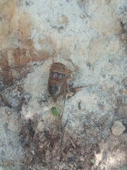 Cicadoidea