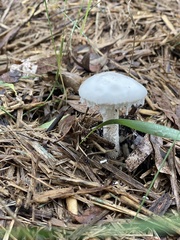 Amanita farinacea