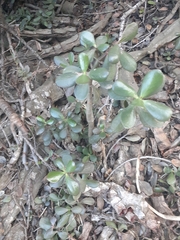 Crassula ovata