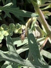 Melanostoma mellinum