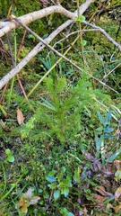 Lepidothamnus intermedius