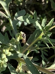 Melanostoma mellinum