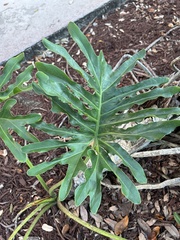 Thaumatophyllum xanadu