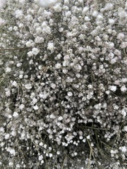 Gypsophila