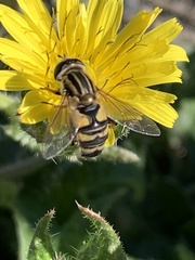Helophilus latifrons