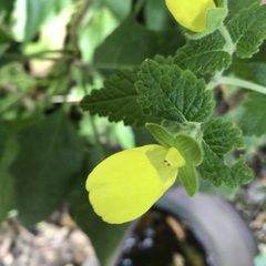 Calceolaria