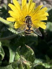 Helophilus latifrons
