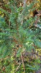 Libocedrus bidwillii