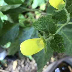 Calceolaria