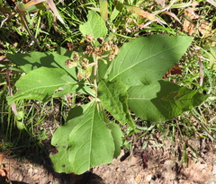 Verbesina virginica